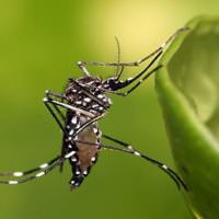 Mosquito Da Dengue