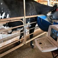 Transferência Embriões