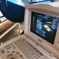 Transferência Embriões1