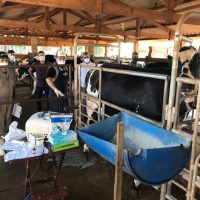 Transferência Embriões2