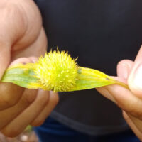 Ciencias Biologicas_viagem Ao Petar (3)