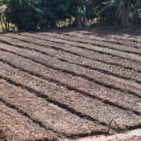 Praca Lariele Veronica Boldin 5