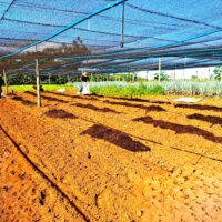 Dia Do Agricultor 1